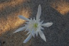 Fiore di cui ignoro il nome, scattata in Sardegna