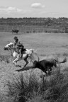 In Camargue, Francia del sud