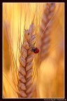 coccinella