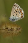 Polyommatus icarus
