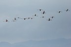 Fenicotteri in volo