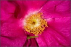 dentro il fiore
