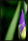 os....iris