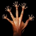 mani