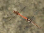 Biplano in volo