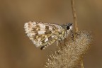 Farfallina