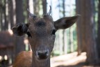 bambi