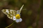 Pontia edusa