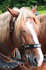 Povero cavallo.
Attaccato alla carrozza che trasportava i turisti al castello di Hoewnschangau.