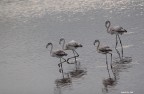 Fenicotteri a passeggio