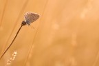 Sull'orlo di un precipizio d'oro