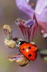 coccigocce
