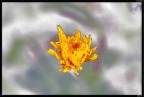 fiore