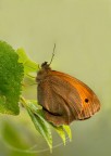 Maniola jurtina