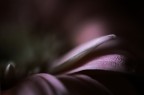 Luce Morbida