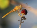era il tempo delle bionde sulle more