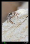 ...Il barbone del tufo...