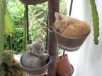Kittens sleeping...
