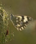 Pontia edusa