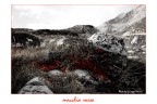 Un cespuglio autunnale tra i grigi prati settembrini delle dolomiti ampezzane... ogni commento  gradito !

Desaturato in ogni canale tranne che per i rossi...