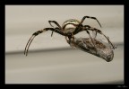 Argiope a pranzo