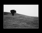 Lady Tree