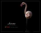 Airone