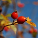 Colori d'autunno