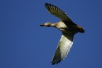 In volo