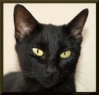 Occhi di gatto Occhi di gatto