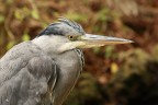 Canon 450D EF100-400mm f/4.5-5.6L IS USM a 220,0mm.
Tv 1/50 Sec. a mano libera Av F5.6 Velocit ISO 200