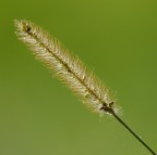 spiga