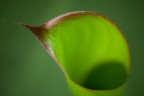 Sguardo vegetale