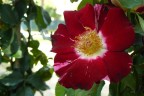 Altra rosa