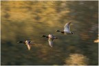 panning