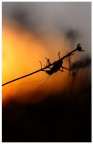 Al tramonto....