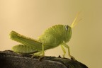Anacridium aegyptium