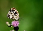Canon400D +180 mm Macro 1/320 f 4 iso 400 
[scusate ..ma non conosco ,ne'la varieta' ,tanto meno il nome scientifico.
