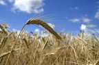 Grano