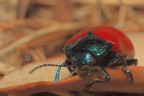 Chrysomela-populi   : 100 macro + tubi soligor