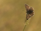 Lycaena tityrus maschio. Lycaena tityrus maschio.