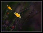 Softly in dark
