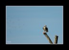 Falco_Pescatore
