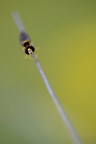 Sigma 180, manfrotto, 1/5 sec., f/4.5, iso 160