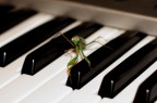Nuovi musicisti crescono.....