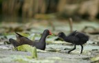 Renzo-Gallinella