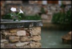 fiori bianchi