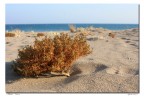 Deserto