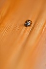 cocci