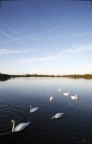 Cigni al Laghetto Cigni al Laghetto